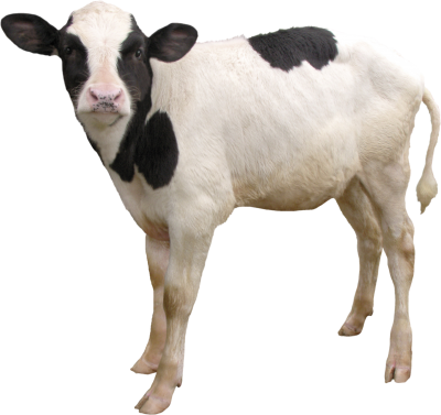 Little black and white cow clipart transparent hd background download png