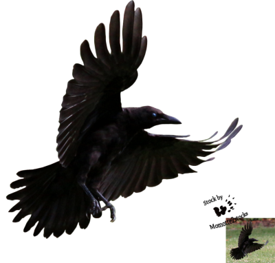 Crow Icon Clipart PNG Images