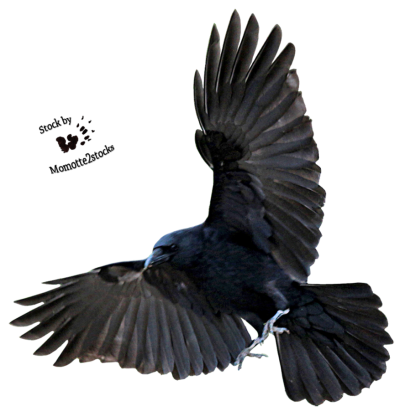 Crow Free Transparent Png PNG Images