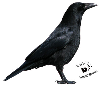 Crow Clipart HD PNG Images