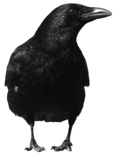 Crow Free Download PNG Images