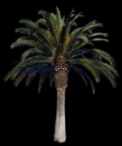 Date palm best png tree background imgkid