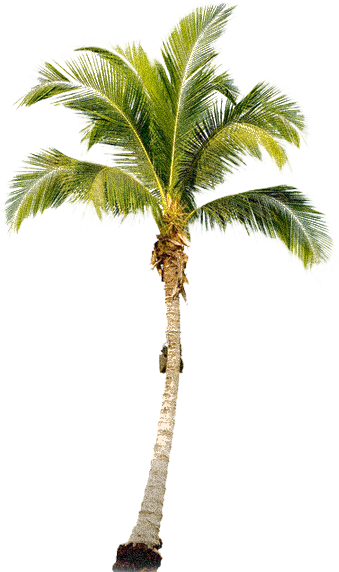Date palm png tree images, download pictures