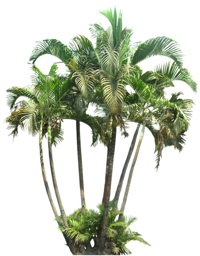 Date palm cut out png tropical plant picturespalm (small) apresentau00e7u00f5es