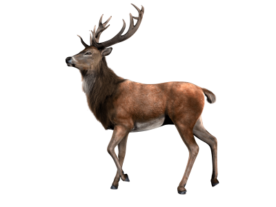 Beautiful Deer Png PNG Images