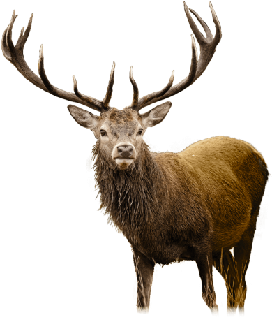 Cute Big Deer HD Image PNG Images