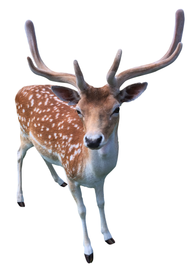 Doe Transparent Picture PNG Images