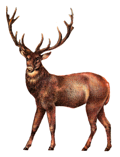 Old Deer Images PNG PNG Images