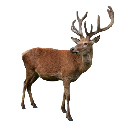 Old Deer Free PNG PNG Images