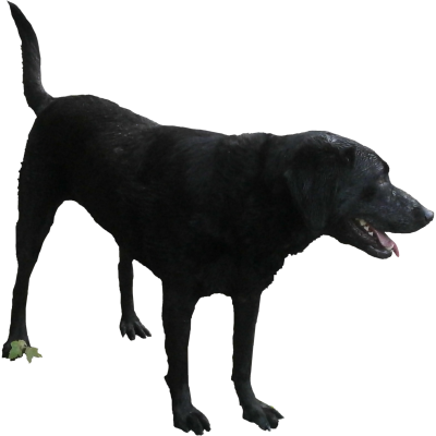 Black Dog HD Image PNG Images