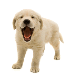 Cuties Dog Free Transparent Png PNG Images