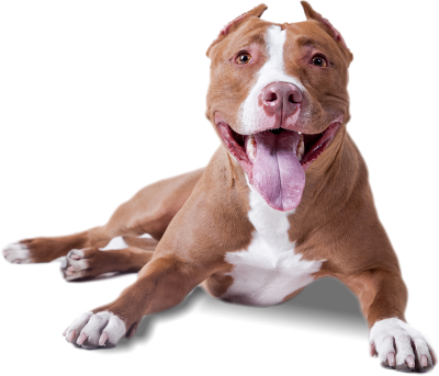 Dog Background PNG Images