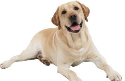 Dog Free Download PNG Images