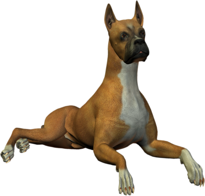 Dog Free Download Transparent PNG Images