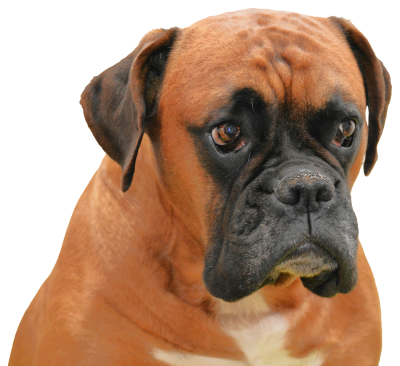 Dog HD Image PNG Images