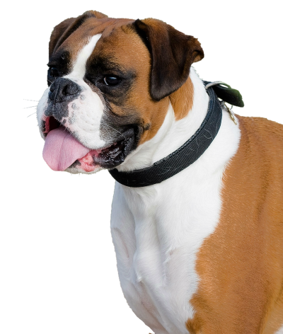 Dog HD Image 33 PNG Images