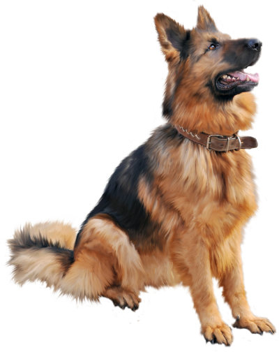 Dog Transparent PNG Images