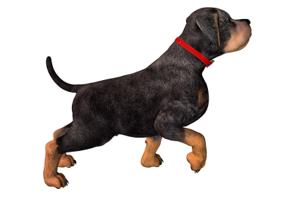 Dog Transparent Picture 25 PNG Images