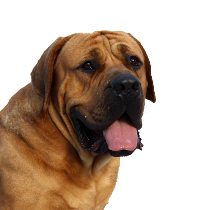 HD Image Dog PNG Images