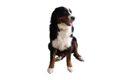 Png Dog Best PNG Images