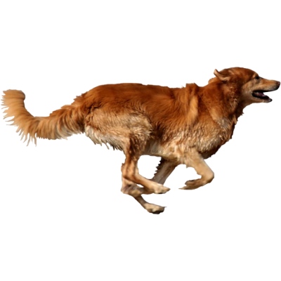 png dog photo