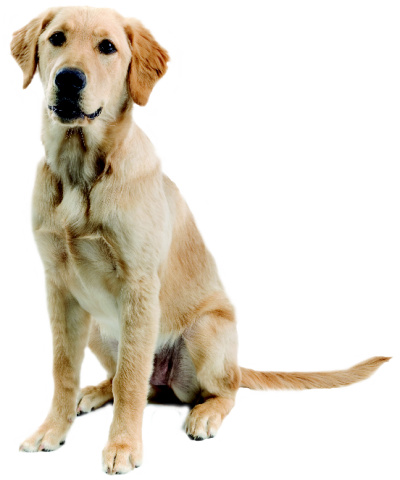 Transparent Dog Image PNG Images