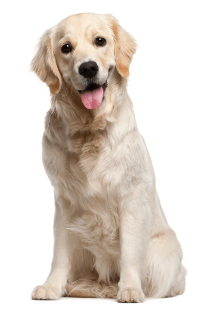 Dog sales transparent background