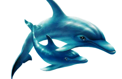 Blue Mother And Baby Dolphin Clipart Transparent PNG Images