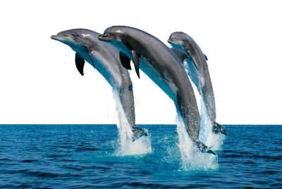 Coming Out Of Sea, Three Dolphins Png Hd PNG Images
