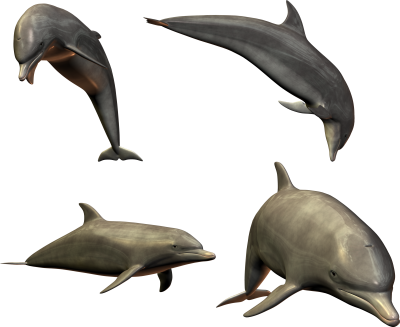 Dolphin Family Transparent Background PNG Images