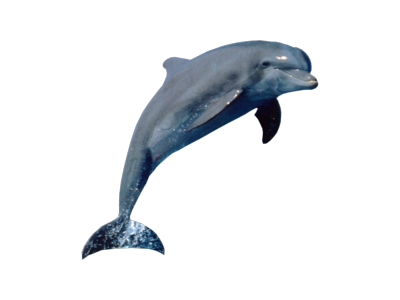 Dolphin Out Of Water Clipart PNG Images