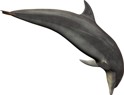 Dolphin Swimming Down Png Transparent PNG Images
