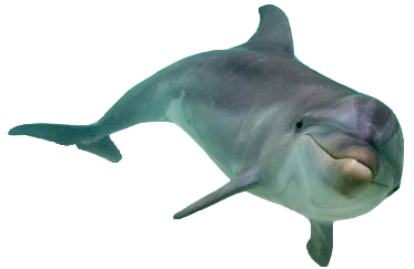 Front View Dolphin Clipart Png Photos PNG Images