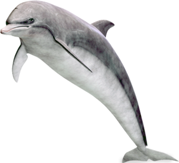 Marine Animal, Angry Dolphin Clipart Free PNG Images