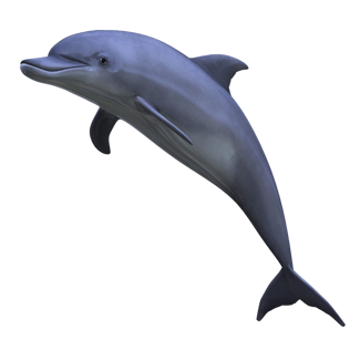 Side View Grey Dolphin Clipart PNG Images