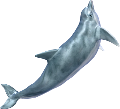 Swimming Up Dolphin Png Background Download PNG Images
