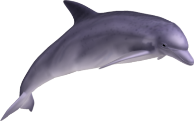 Beautifully Colored Dolphins Hd Png PNG Images