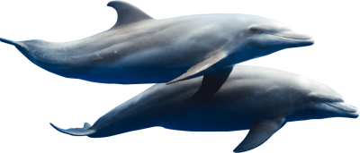Blue Double Dolphin Png Clipart PNG Images