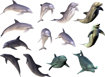 Dolphin Varieties And Colors Transparent Free PNG Images