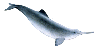 Gray Big Dolphin Transparent Background PNG Images