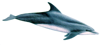 Swimming Dolphin Png Free PNG Images