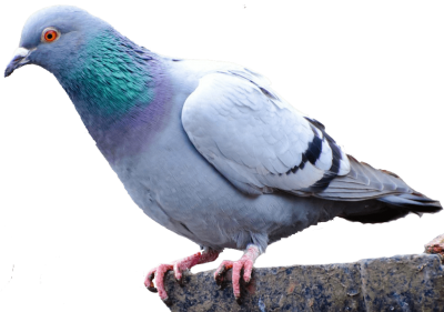Best Dove images Transparent Png PNG Images