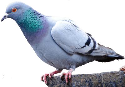 Best Dove Images Transparent Png PNG Images