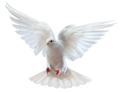 Clean White Pigeon Hd Png PNG Images
