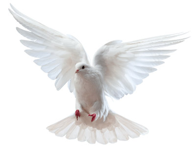 Download DOVE Free PNG transparent image and clipart