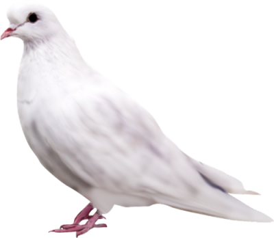 Cute White Dove Png Transparent PNG Images