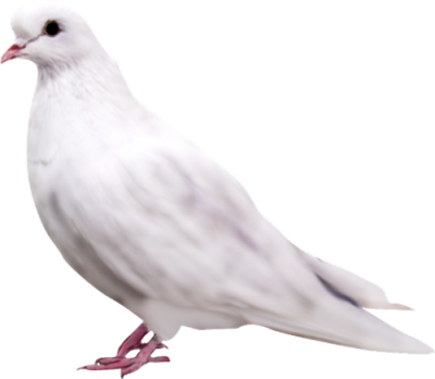 Download DOVE Free PNG transparent image and clipart