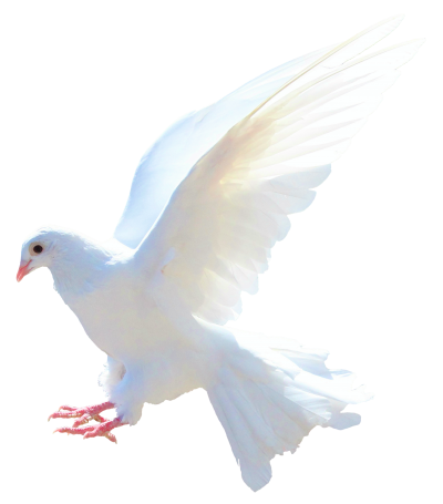 Descending White Dove Png Free PNG Images