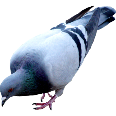 Feed Eating Dove Transparent Free PNG Images