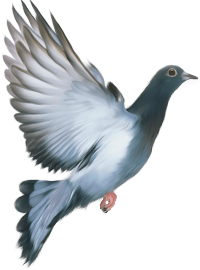 Flying Dove Drawing Png Free PNG Images